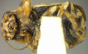 Media type: image;   Entomology 4299 Aspect: habitus ventral view